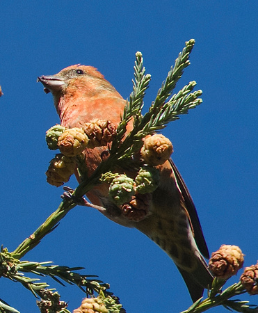 Red Crossbill-male