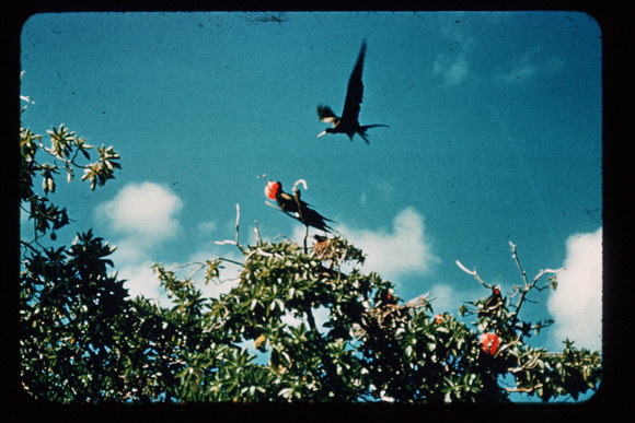 Great Frigatebirds displaying 1954