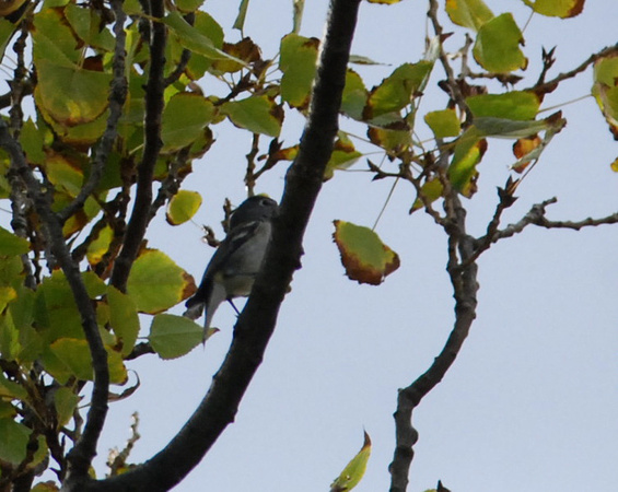 plumbeous vireo= first fall