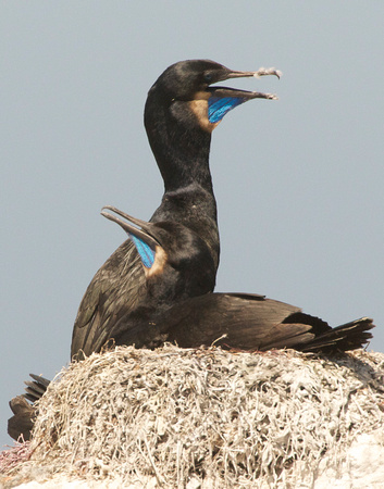Brandt's Cormorants on nest (Phalacrocorax penicillatus)
