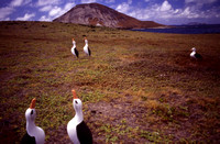 Laysan Albatross decoys,