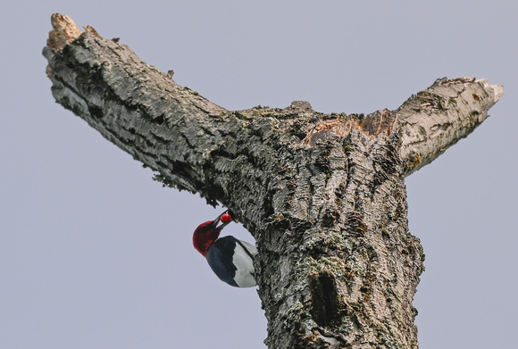 Red-headed Woodpecker w/ cherry