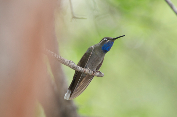 blue throated hummingbird
