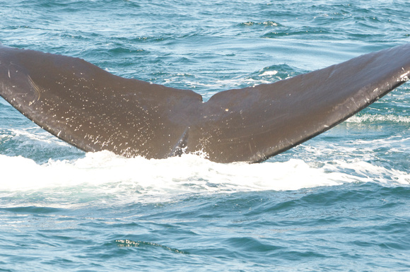 flukes of humpback whale