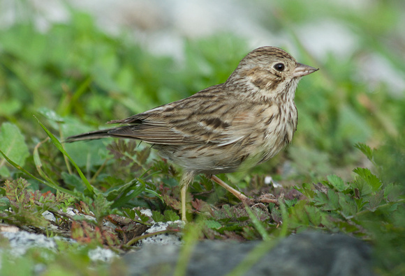 Vesper Sparrow {Pooecetes griminess}