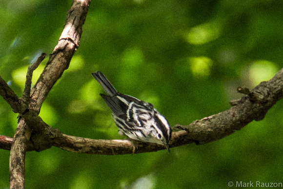 Black and WHite Warbler-female