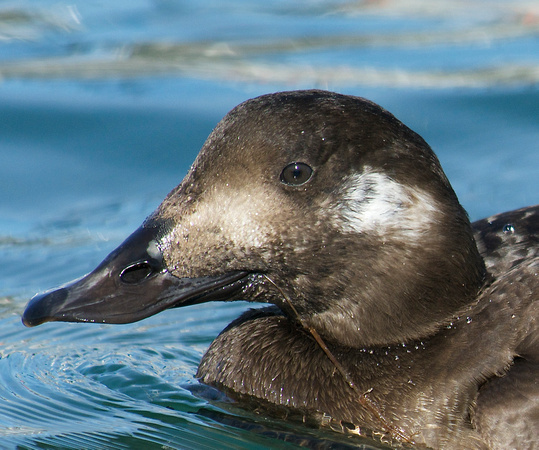monofilament in White-winged Scoter