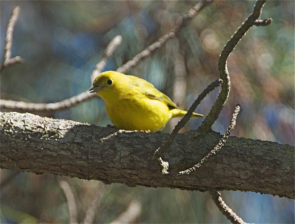 Yellow Warbler- male