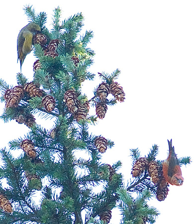 Red Crossbills, female and male