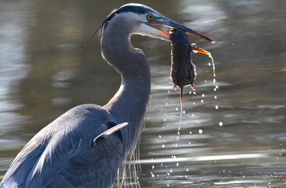 great blue heron wetting and eating gopher