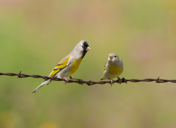 Lawrence's Goldfinches courting