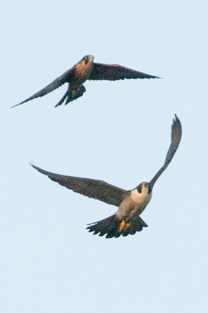 fledgling falcon uplifted by adult flap