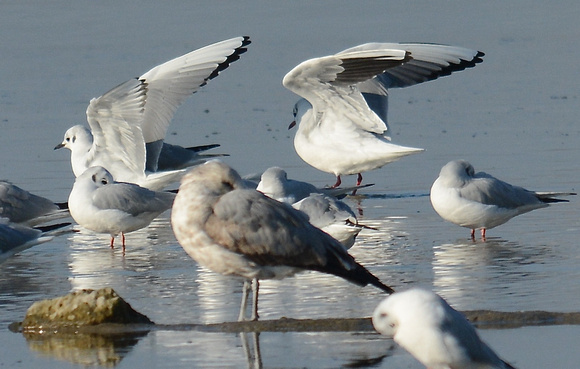 Black-headed Gull underwing pattern contrasts w/ Bonaparte's Gulls