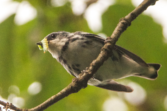 Cerulean Warbler - male