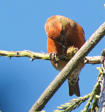 Red Crossbill holding cone with foot