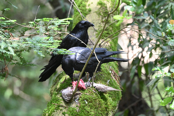 Ravens with Band-tailed Pigeon prey