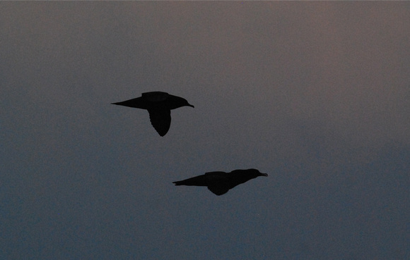 Christmas Shearwaters courting in flight