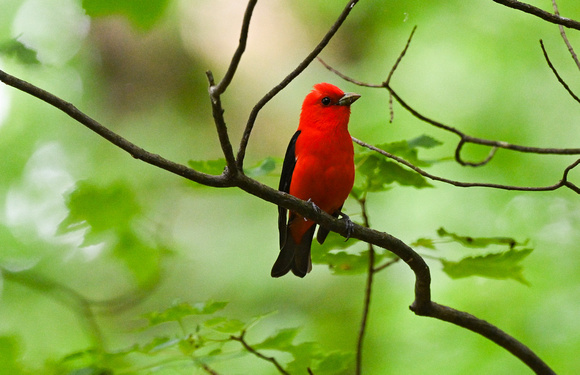 Scarlet Tanager - male