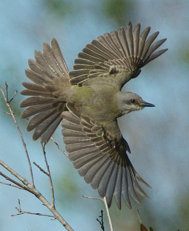Tropical Kingbird (Tyrannus melancholicus)