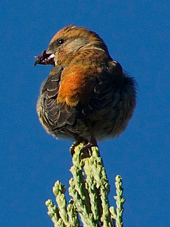 Red Crossbill (Loxia curvirostra) male