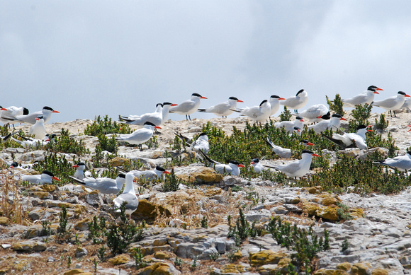 New Caspian Tern colony of Sisters I, San Pablo Bay