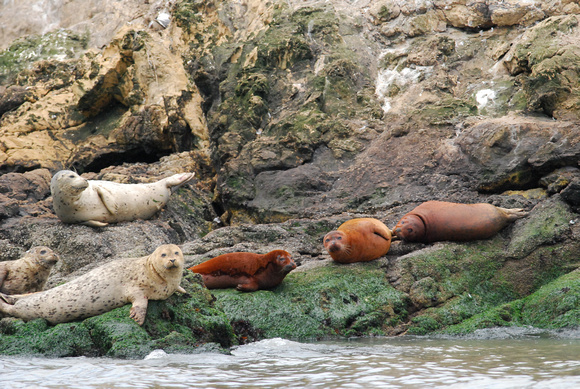 Harbor Seals on W. Brothers I. 2011
