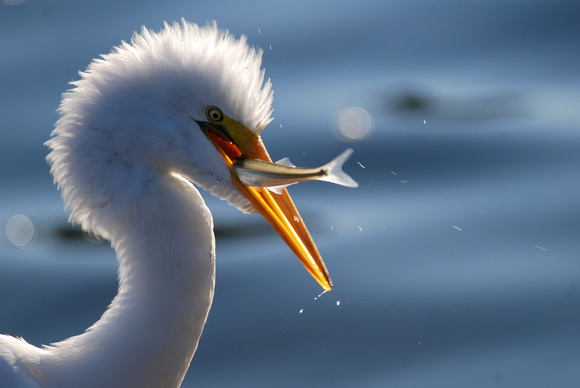 Great Egret with silverside
