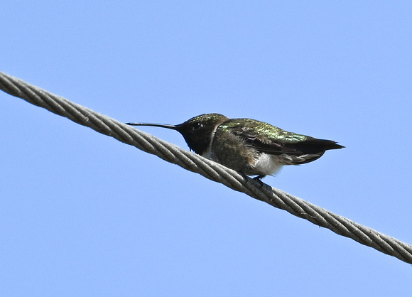 Black-chinned Hiummngbird