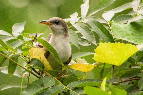 Yellow-billed Cuckoo-  immature