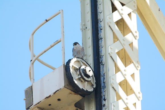 Peregrine Falcon- male