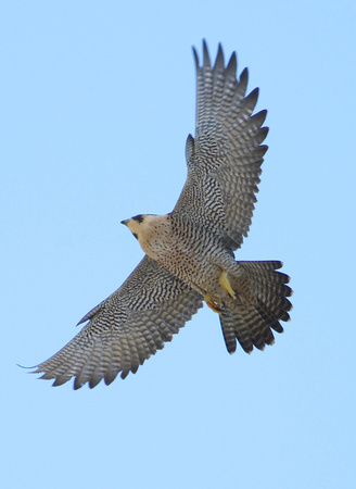 Peregrine Falcon- female