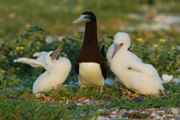 Brown booby with two chicks (rare)