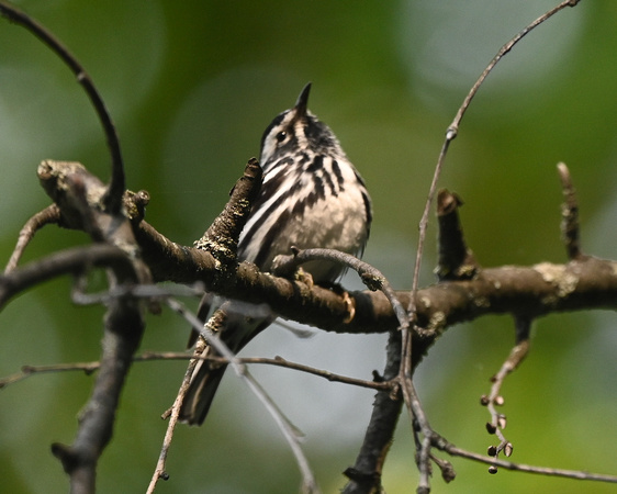 Black & White Warbler - male