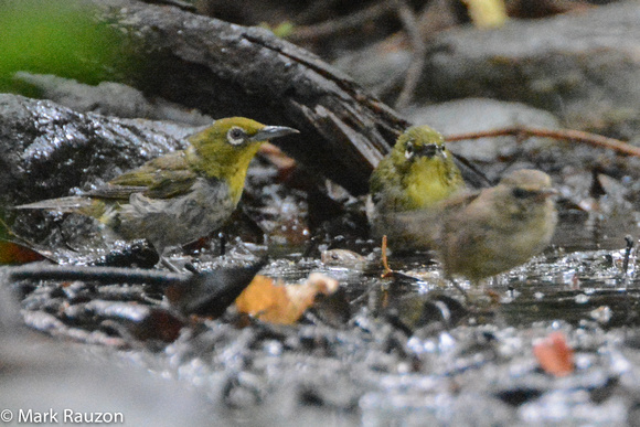 Japanese White-eyes (Zosterops japonicas) and bush warbler