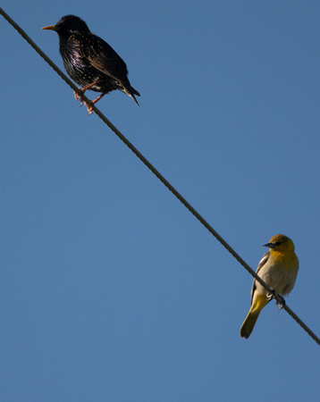 Starling and Bullock's Oriole