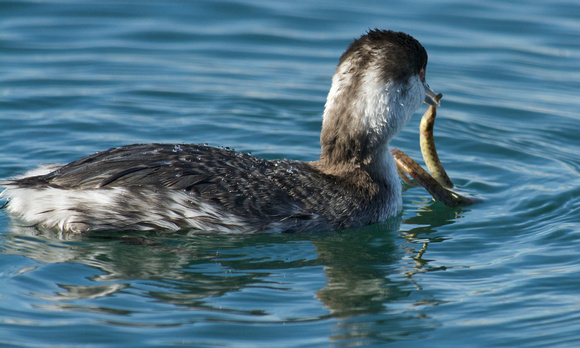 horned grebe eating a very long pipefish, held by the beak.