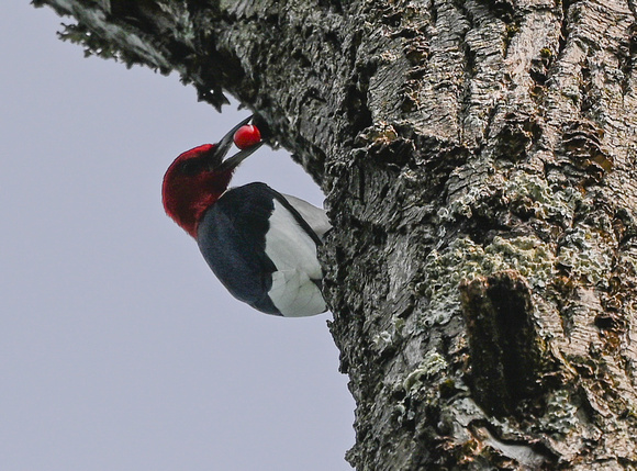 Red-headed Woodpecker w/ Cherry