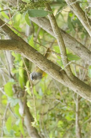 MacGillivray's Warbler-male