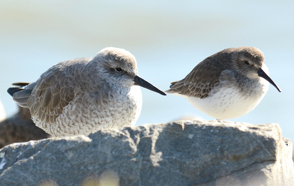 Red Knot and Dunlin
