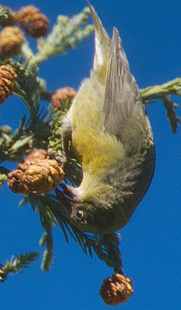 red crossbill-male