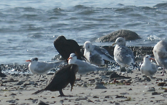 Royal Terns- rare in Norcal, occur in winter