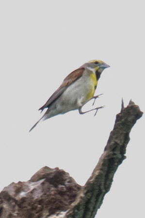 Dickcissel-rare in eastern PA