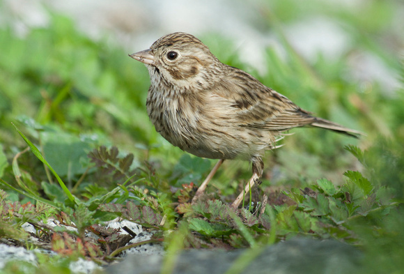 Vesper Sparrow (Pooecetes griminess}