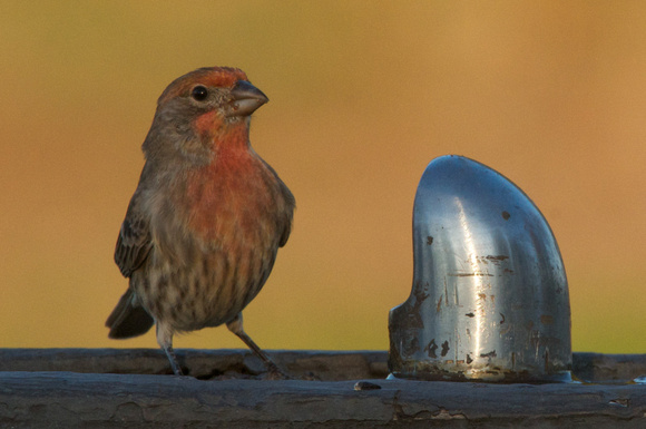 House Finch at fountain