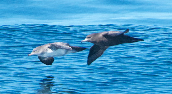 Pink & Flesh-footed Shearwaters