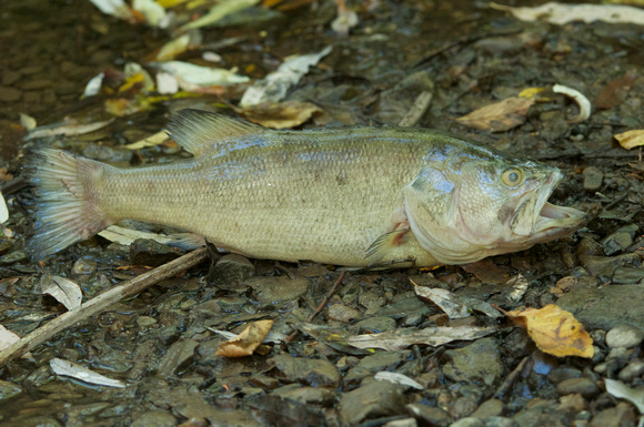 Large-mouthed Bass