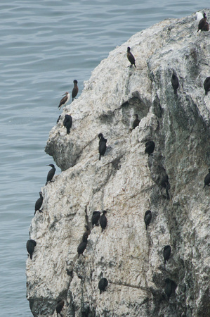 Blue-footed Booby (Sula nebouxii) and Brandt's Cormorants
