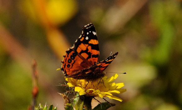 West Coast Lady butterfly (Vanessa annabella)