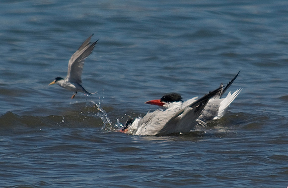 Least and Caspian Terns