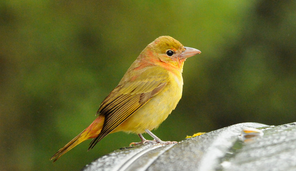 Summer Tanager perched on car